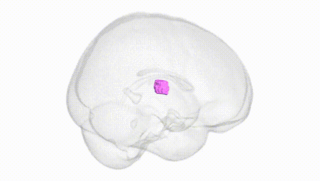 Full Brain White