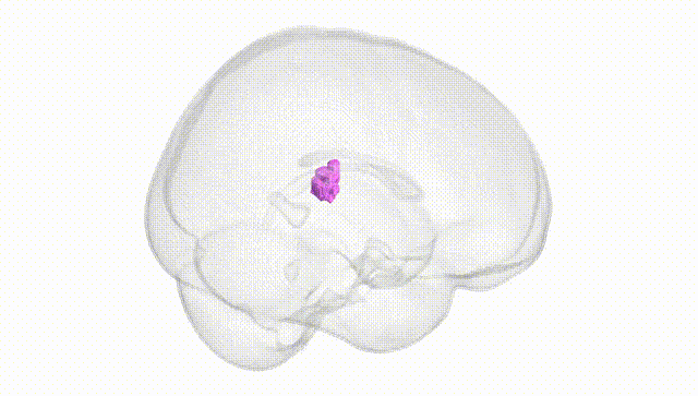 Full Brain White