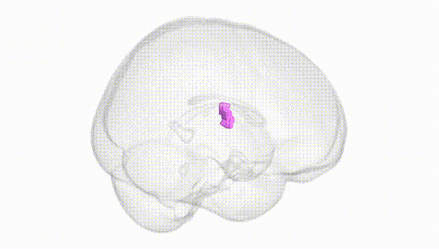 Full Brain White