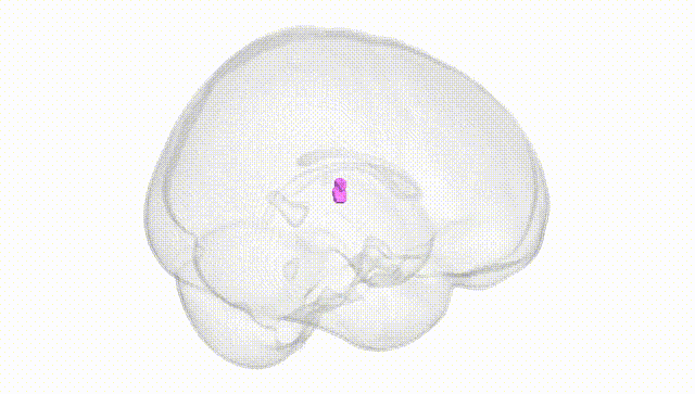 Full Brain White