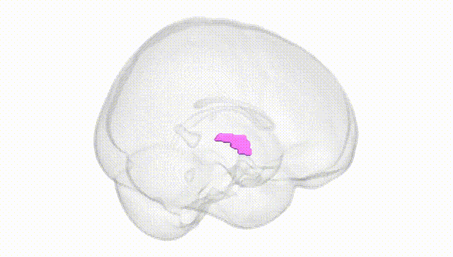 Full Brain White