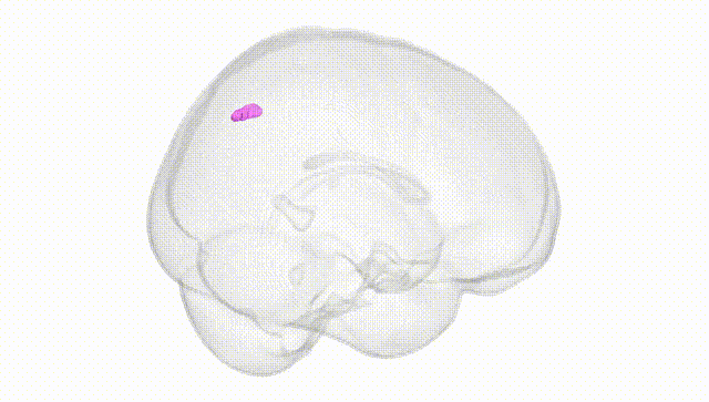 Full Brain White