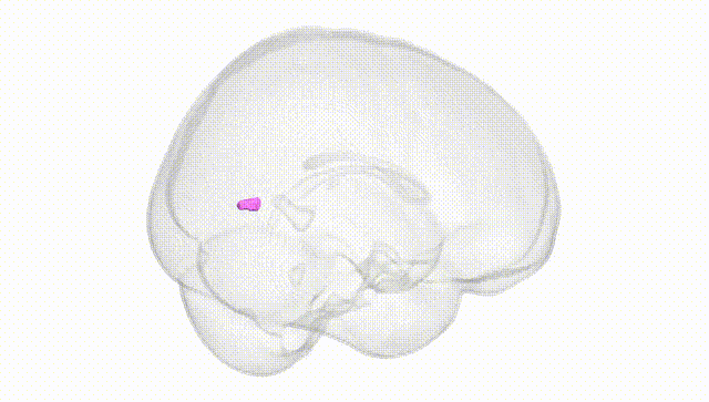 Full Brain White