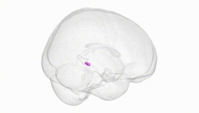 Full Brain White