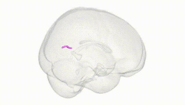 Full Brain White
