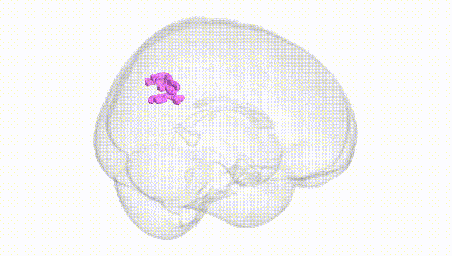 Full Brain White