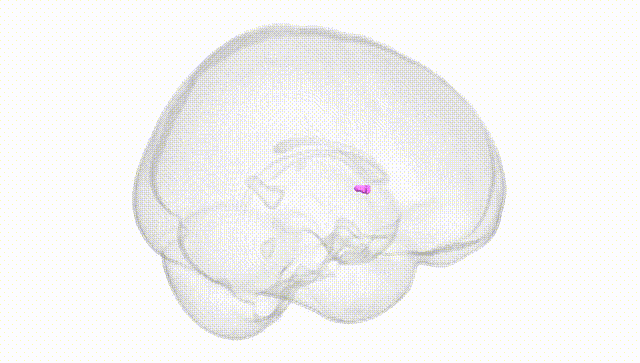 Full Brain White