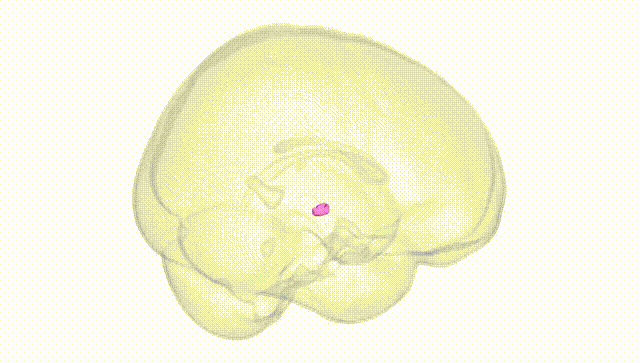 Full Brain White