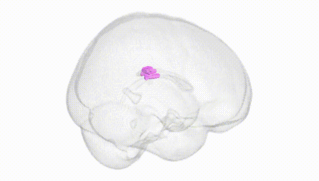 Full Brain White