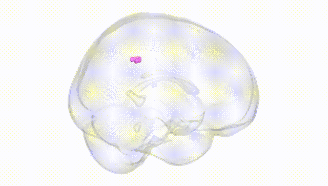 Full Brain White