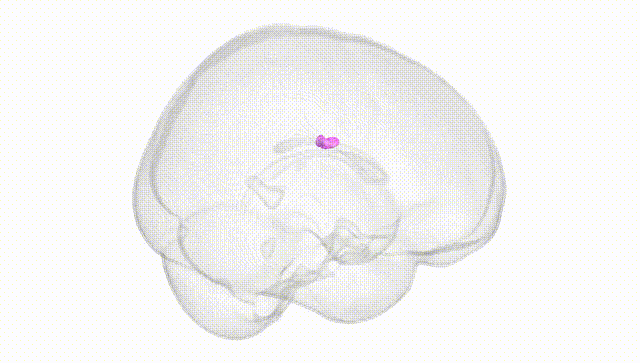 Full Brain White