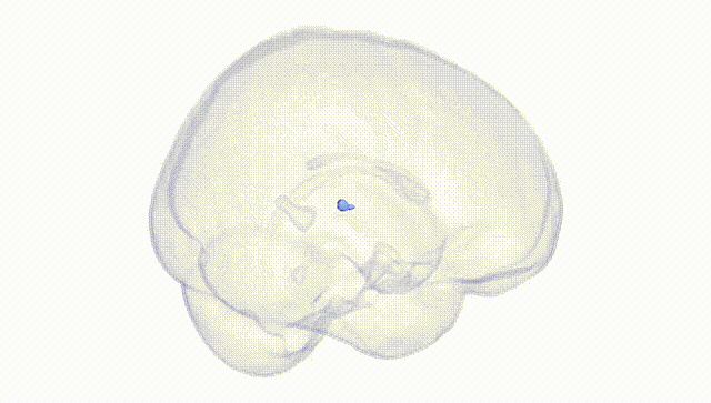 Full Brain White