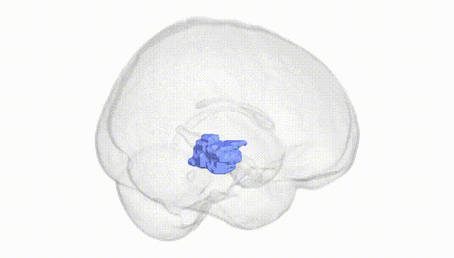 Full Brain White
