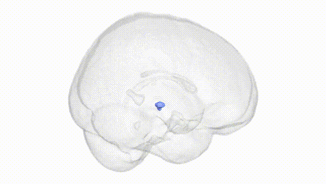 Full Brain White