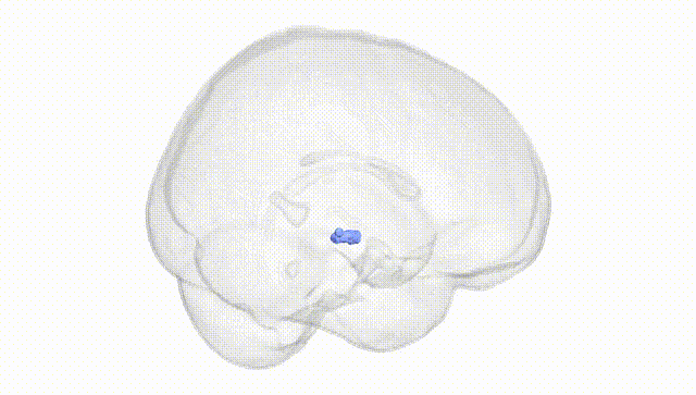 Full Brain White