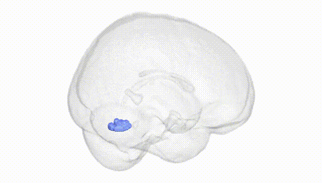 Full Brain White