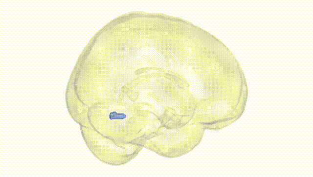 Full Brain White