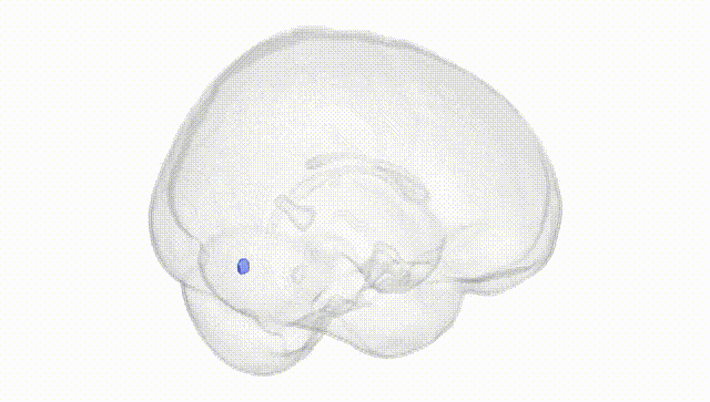 Full Brain White