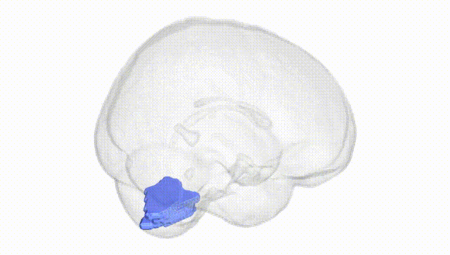 Full Brain White