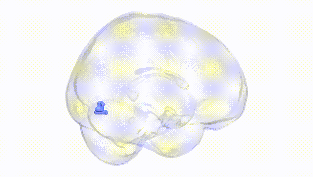 Full Brain White
