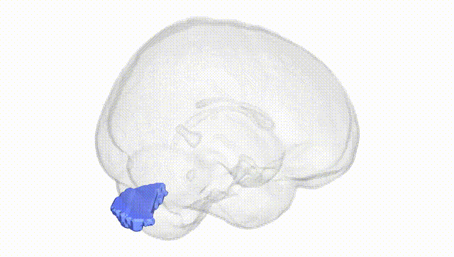 Full Brain White