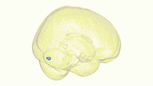 Full Brain White