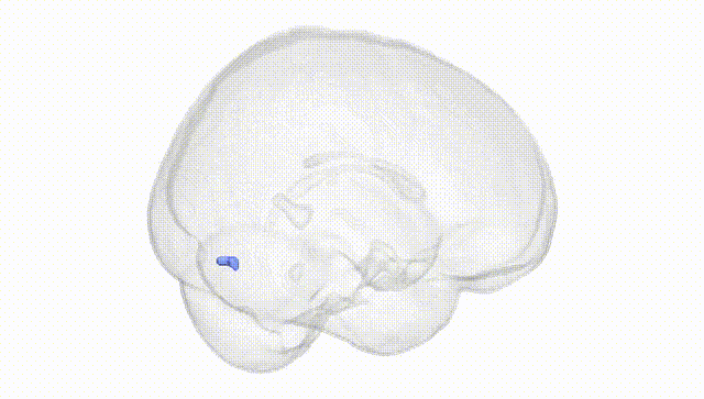 Full Brain White