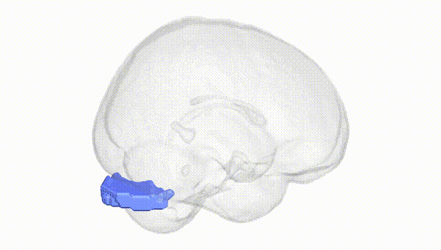 Full Brain White