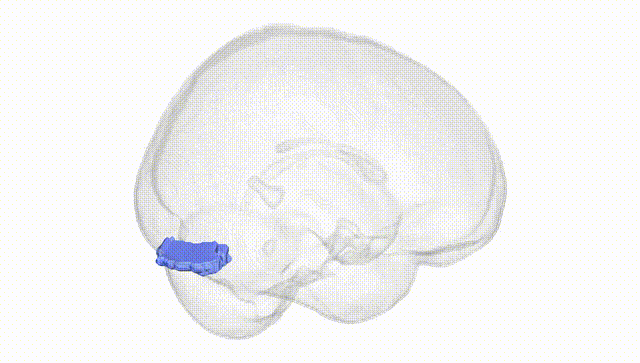 Full Brain White