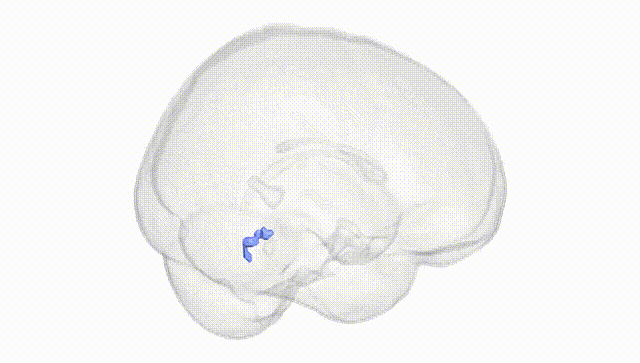 Full Brain White