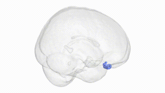 Full Brain White