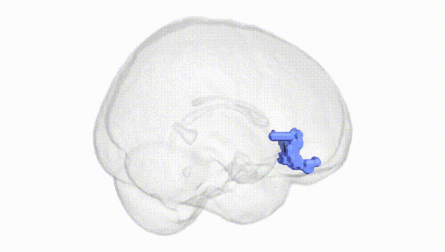 Full Brain White