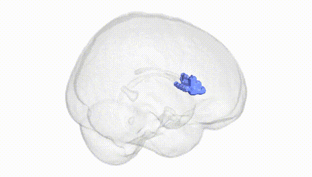 Full Brain White