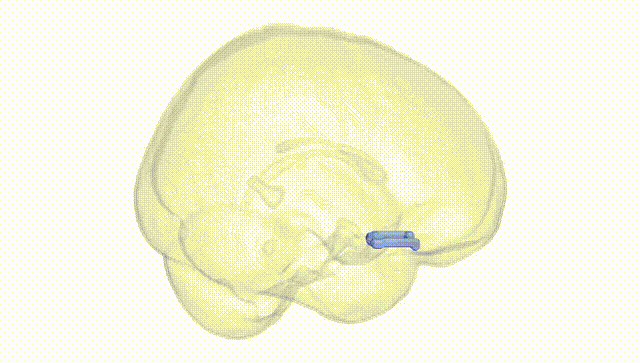 Full Brain White