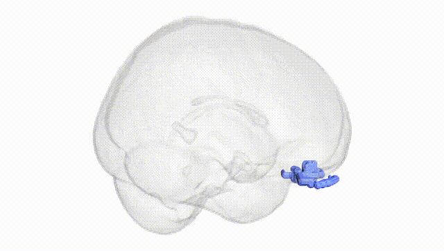 Full Brain White
