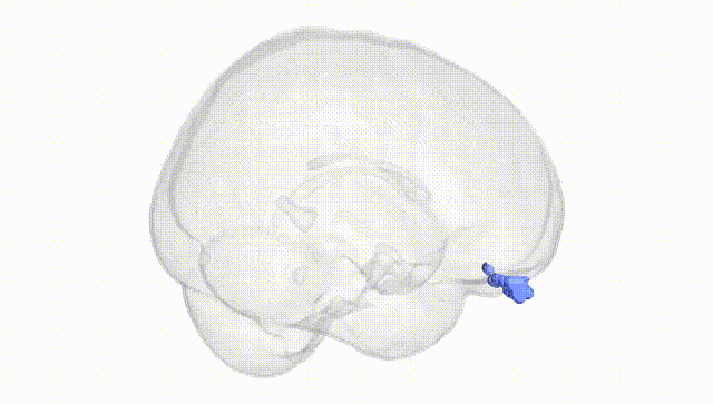 Full Brain White