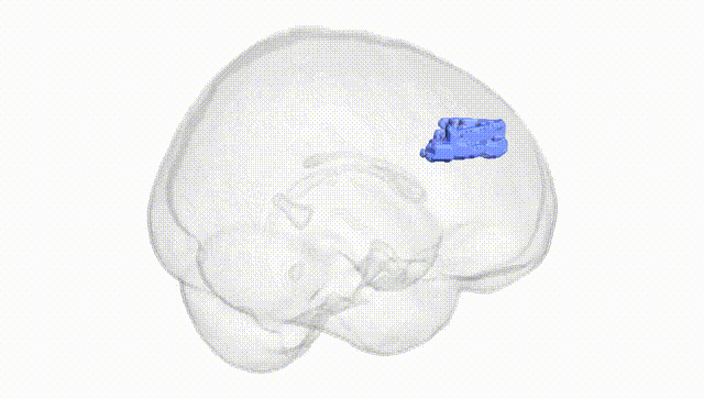 Full Brain White