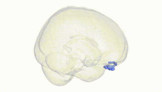 Full Brain White
