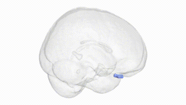 Full Brain White