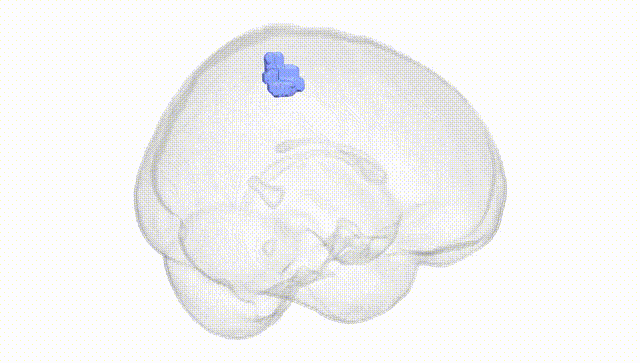 Full Brain White