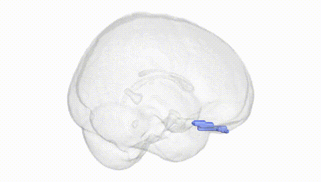 Full Brain White