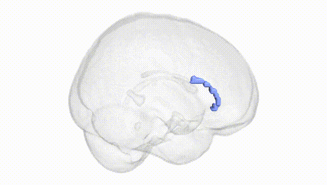 Full Brain White