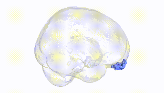 Full Brain White