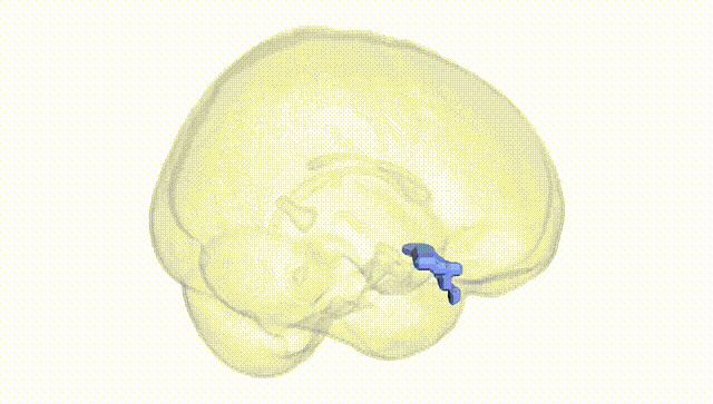 Full Brain White