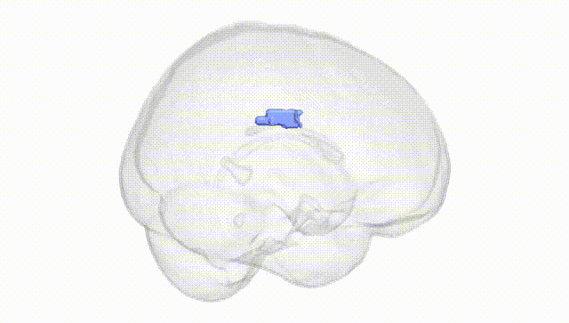 Full Brain White
