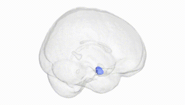 Full Brain White