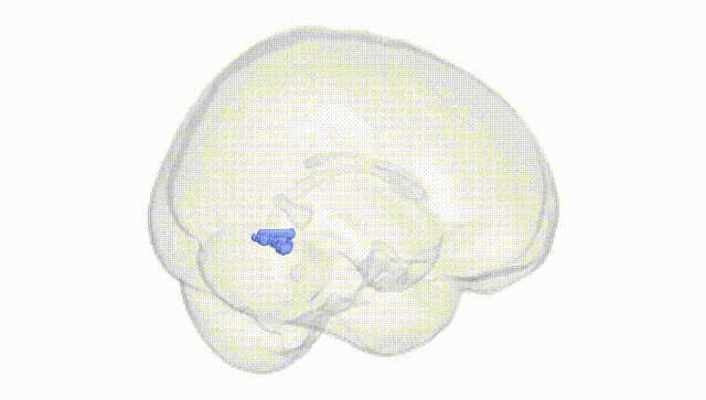 Full Brain White