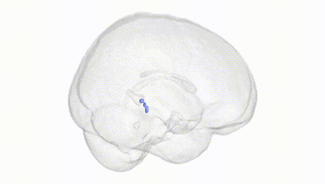 Full Brain White