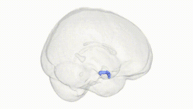 Full Brain White