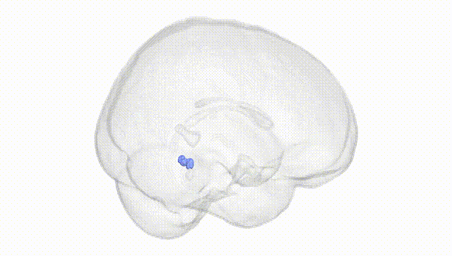 Full Brain White